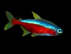 Cardinal Tetra