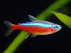 Cardinal Tetra Fish