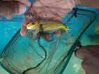 Carp Fish
