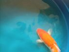 Koi Carp Fish