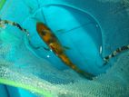 Koi Carp Fish