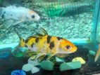 Carp Fish