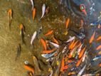 Carf Fish