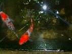 Koi Carf Fish