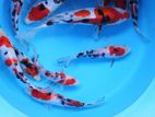 Koi Carf Fish