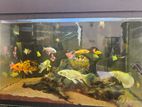 Carf Fish