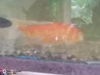 Koi Carp Fish