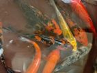 Carf Fish