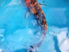 Carf Fish