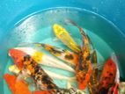 Carf Fish