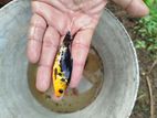 Carp Fish