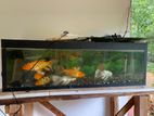 Carp Fish