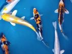 Carp Fish