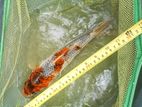 Carp Fish