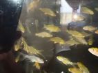 Carf Fish