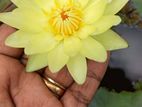 Carl's Sunshine Waterlily
