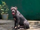 Cane Corso for Crossing