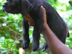 Cane Corso Puppies