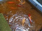 Carp Big