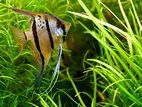 Angel Fish