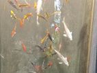 Carp Fish