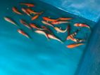 Carp fish