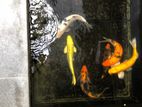 Carp Fish