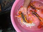 Carp fish