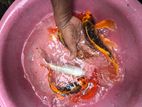 Carp Fish