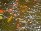 Carp Fish