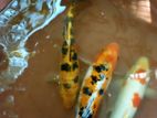 Carp Fish