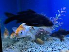 Carp fish