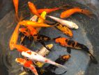 Carp Fish
