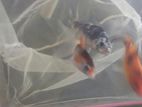Carp Fish