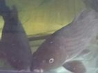 Carp Fish