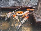 Carp Fish