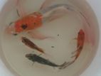 Carp Fish