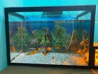 Fish Tank with