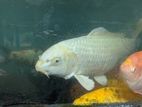 Carp Fish