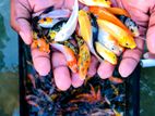 Carp Fish