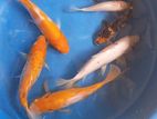 Carp Fish