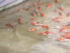 Carp Fish