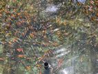 Carp Fish