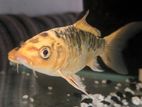 Carp Fish