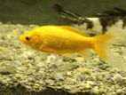 Carp Fish