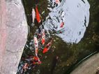 Carp Fishes