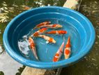 Carp Fish