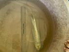 Carp Fish