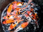 Carp Fish