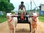 Cart Cows